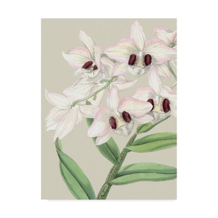 Vision Studio 'Small Orchid Blooms Ii' Canvas Art,14x19